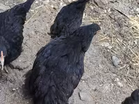 Chickens — Foto 2
