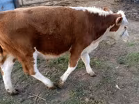 公牛, Swiss cattle — 照片 7