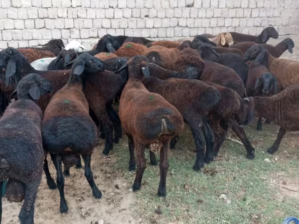 Qoç, Blackheaded Persian sheep