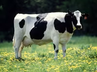 Bulle, Simmental cattle — Foto 2