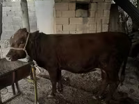 ثور, الماشية — الصورة 3