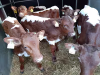 Бик, Simmental cattle — фото 3