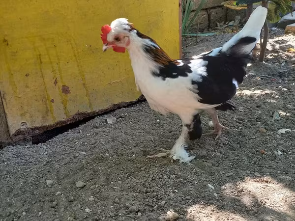 ياباني بانتام