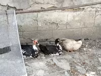 Ducks — Foto 6