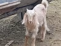 Taka, Damask goat — 1-rasm