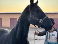 Stute, Akhal-Teke — Foto 4
