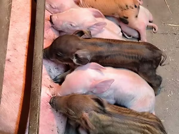 Schweine (Partie, Geschlecht nicht angegeben), Дюрок
