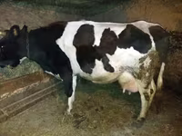 Kuh, Holstein-Rasse — Foto 3