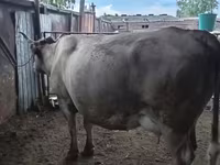 Kuh, Latvian Blue cattle — Foto 3