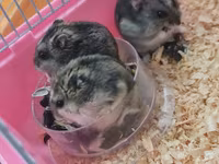Cırtdan hamsterlər və tam avadanlıqlı qəfəs dəsti 2 qəfəs böyük və — foto 1