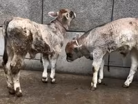 Toro, Ganado vacuno — foto 5
