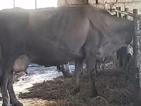 Vaca, Swiss cattle — foto 6