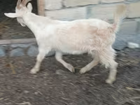 عنزة, الماعز — الصورة 2