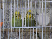 Hər şey daxil 35 azn cüt papuqay — 1-rasm