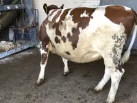 Kuh, Holstein-Rasse — Foto 1
