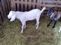 Теке, Nubian Goat — 4-сурет