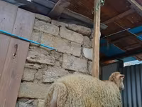 母羊, Sheep — 照片 2