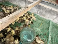 Ducks — foto 1