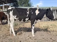 Kuh, Russian Black pied cattle — Foto 1