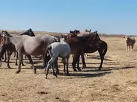 Кінь, Mugalzhar horse — фото 5
