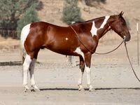 Hengst, American paint horse — Foto 8