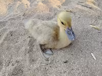 Ducks — الصورة 1