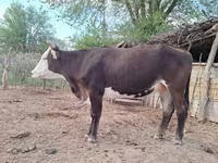 गाय, हेरफोर्ड — फ़ोटो 2