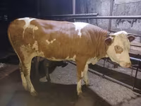 गाय, Simmental cattle — फ़ोटो 5