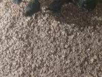 Chickens — foto 3