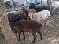 Widder, Arashan sheep — Foto 4