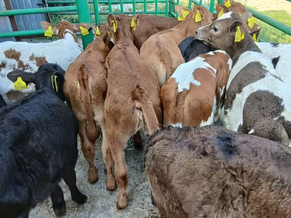 Vaca, Vaca Limousin