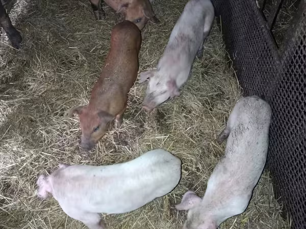 Eber, Schweine
