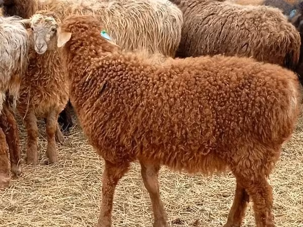 मेढ़ा, Edilbay sheep
