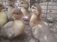 Ducks — الصورة 7