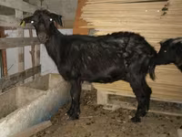 Cabra, Cabras — foto 2