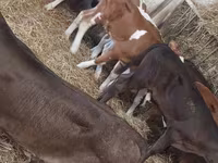 Rinder (Partie, Geschlecht nicht angegeben), Simmental cattle — Foto 2