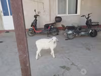 मेढ़ा, भेड़ — फ़ोटो 2
