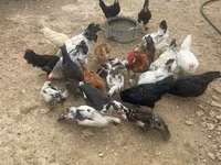 Chickens — Foto 1
