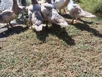 Ducks — 2-сурет