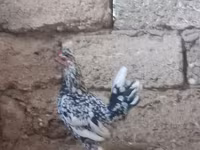 Chickens — foto 1