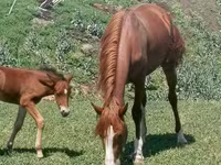 Stute, Kazakh horse — Foto 1