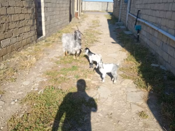 Cabra, Cabras
