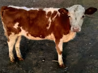 公牛, Swiss cattle — 照片 5