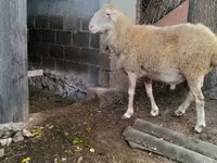 كبش, Assaf sheep — الصورة 4