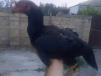 Chickens — foto 5