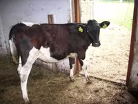 Bulle, Simmental cattle — Foto 7