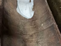 Ziege, Saanen goat — Foto 7