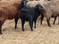 Carnero, Romanov sheep — foto 8