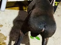 公羊, Hissar sheep — 照片 3