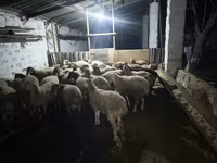 Carnero, Ovejas — foto 4